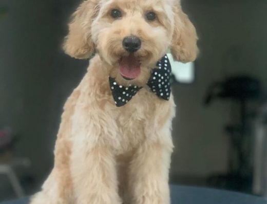 Груминг салон „Градски Любимци“