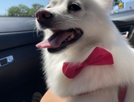 Груминг салон, Chic – SPA бутик за домашни любимци