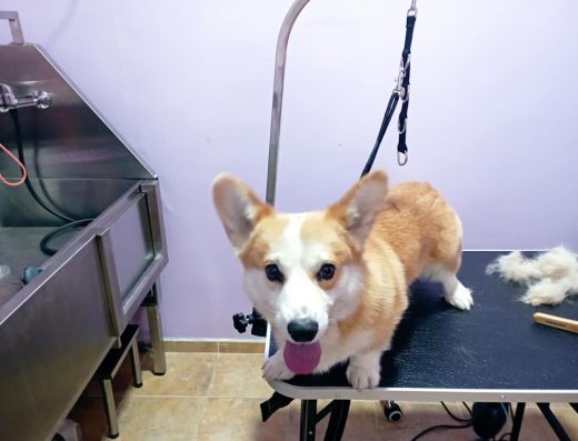 Груминг Салон „Чип и Дейл“