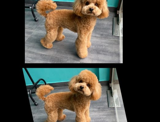 Груминг салон „Dog’s paradise“