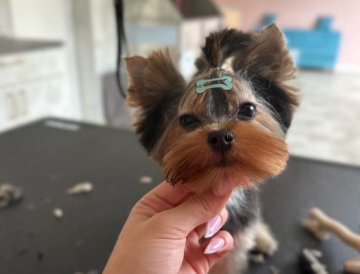 Груминг салон „Fancy Pet“