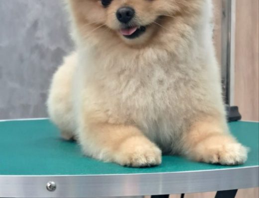 Груминг салон „Happy Dog“