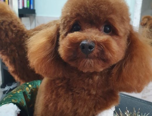 Груминг салон и зоомагазин „Дай лапичка“