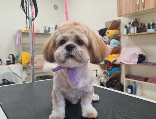 Груминг Салон „Косматковци“