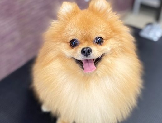 Груминг салон „Ms. & Mr. Groomers“