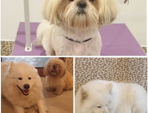 Груминг салон „Скуби – Ду“