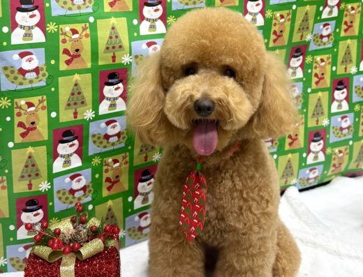 Груминг салон “ Тоби”