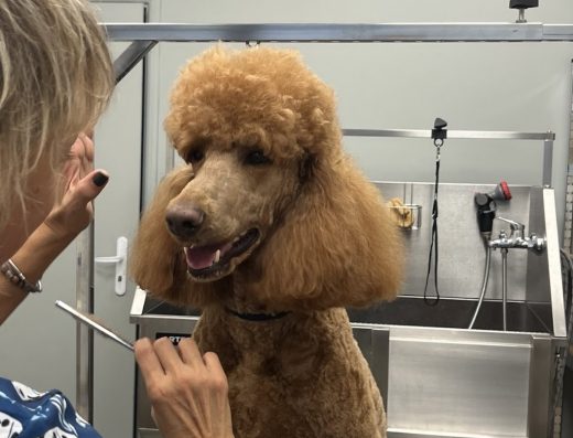 Груминг салон „Ван Де БО“