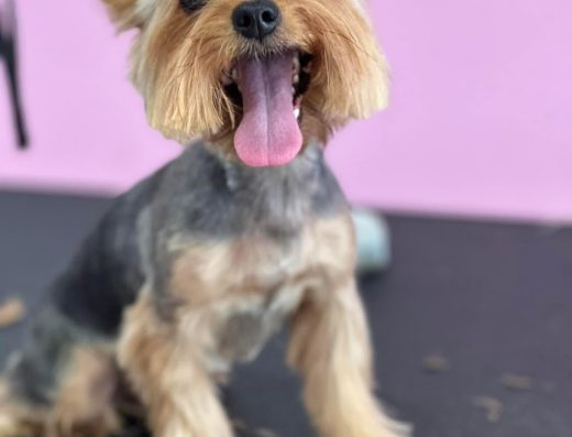 Груминг студио „Happy Dog“