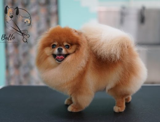 Груминг студио и СПА „Балто“