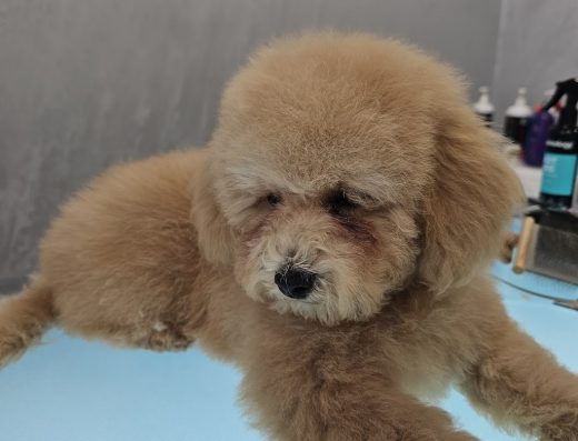 Груминг студио „МъниЧе“