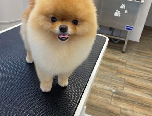 Груминг студио „Paws Up“