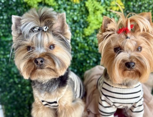 Груминг салон „Hot Dog Grooming“