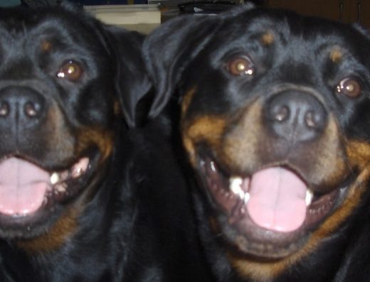 Хотел и училище за кучета „Босилек“