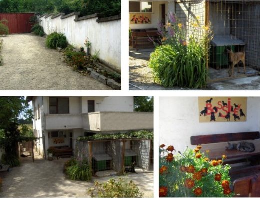 Хотел и училище за кучета „Босилек“