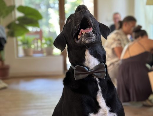 Училище и хотел за кучета „Кико Академи“