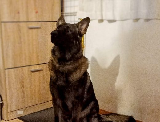 Киноложки център и хотел за кучета „Стиф“