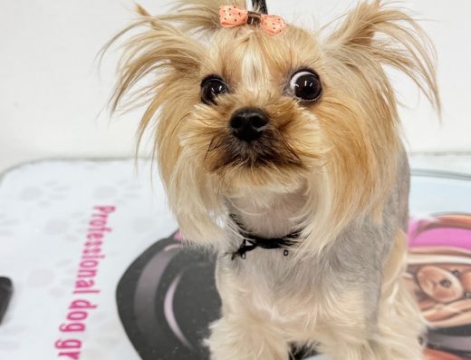 Груминг салон „MS grooming“