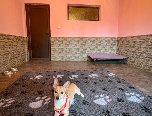 Обучение на кучета и хотел „Дея“