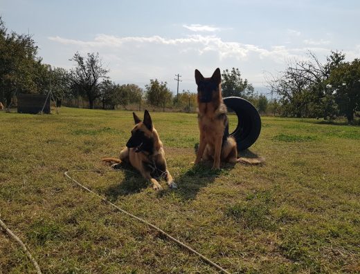 Обучение на кучета – Пламен Русев