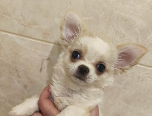 Цуценята Чихуахуа: Подарунок до Дня закоханих