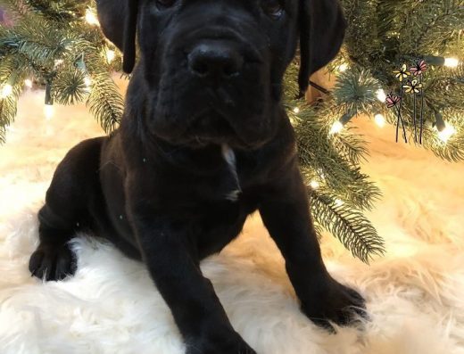 Дівчатка породи Кане-корсо: Здорові та без недоліків