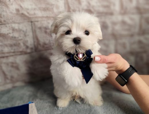 Фредді: Шикарний білосніжний малюк Мальтезе