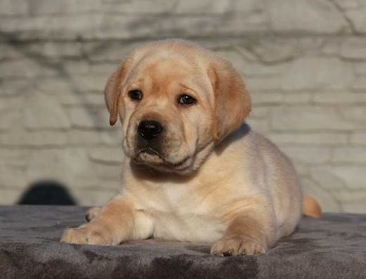 Породні цуценята Лабрадора ретривера: Розплідник “Otono Beso”