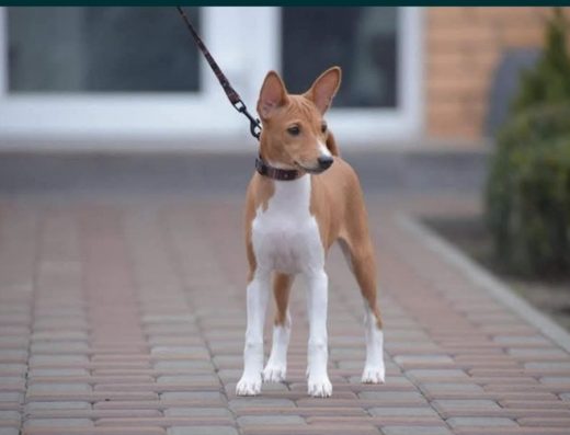 Дівчатка Басенджи: Нащадки титулованих батьків