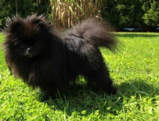 Померанський шпіц міні: Хлопчики з родоводом