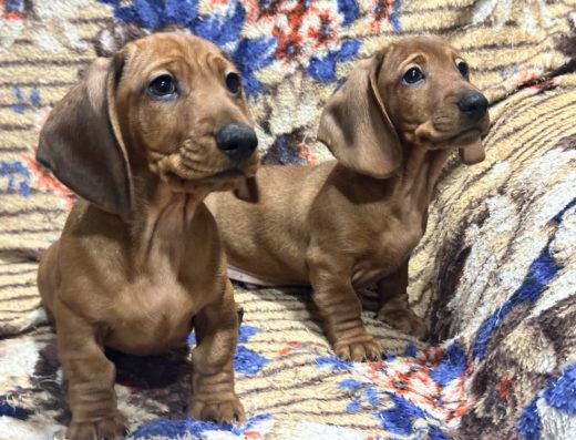 Стандартна такса: Чистокровні руді хлопчики