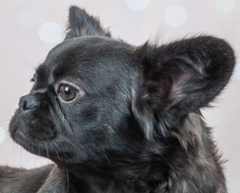 Дівчинка породи Французький бульдог: Пухнаста красуня Флаффі