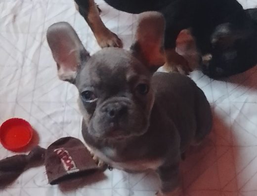 Хлопчики та дівчинка Французького бульдога