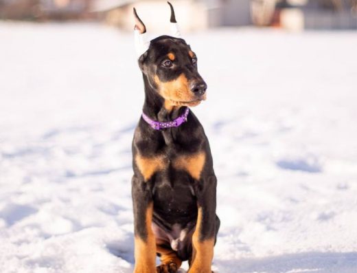 Цуценята Добермана: Чистокровні малюки з гарною генетикою