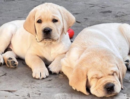 Цуценята породи Лабрадор ретривер: Повний пакет документів FCI КСУ