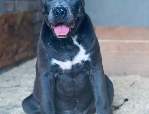 Хлопчики Американського стаффордширського тер’єра: Елітні цуценята