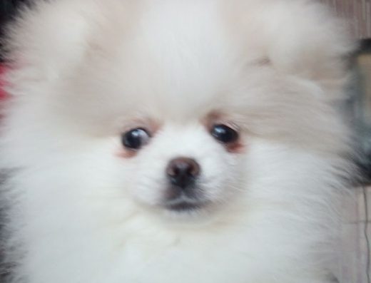 Хлопчик Померанського шпіца: Білосніжний малюк