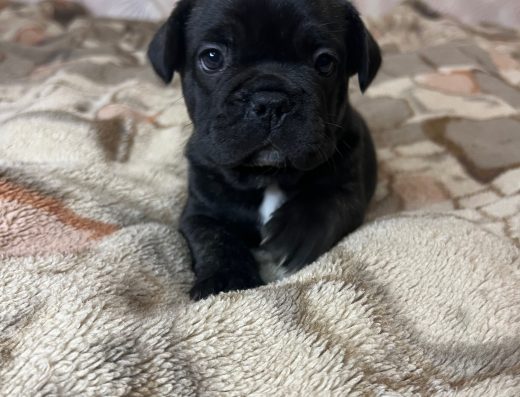 Хлопчики та дівчинка Французького бульдога: Чорно-підпалі та плямисті