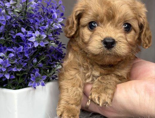 Дівчинка Мальтіпу ф1: Яскраве маля бейбі-фейс