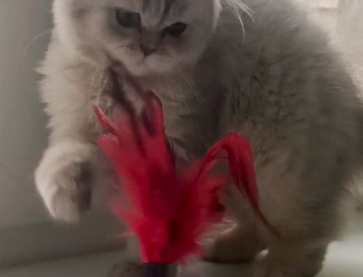 Британська срібляста шиншила