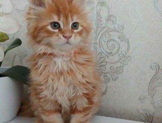 Кошенята породи мейн-кун