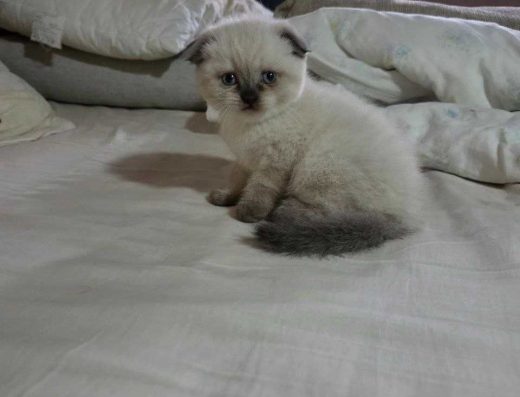 Кошенята висловухі шотландці