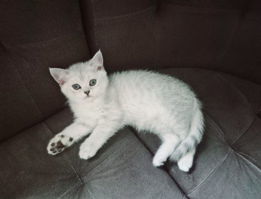 Дівчинка срібляста шиншила шотландське кошеня шотландські кошенята