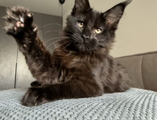 Твій мейнкун мріі