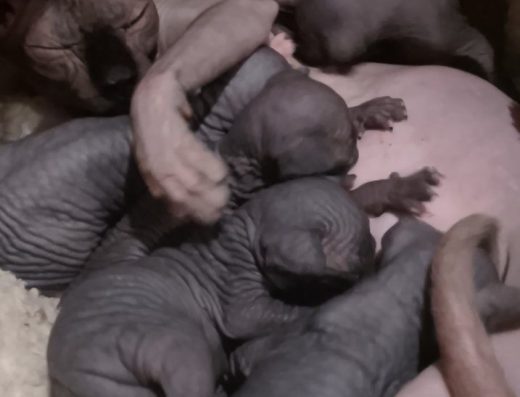 Дівчата і хлопці канадської породи сфінксів