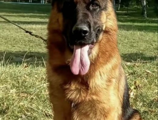 Цуценята Німецької вівчарки: Розплідник “Amadeus Burg”