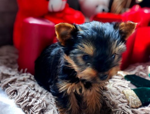 Красуня малий стандарт