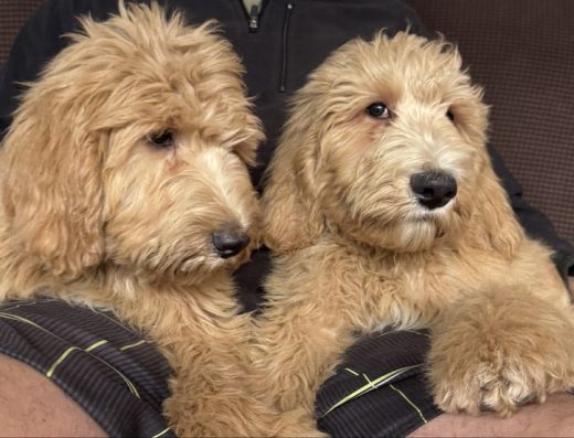 Лабрадудлі (голдендудлі) в Києві