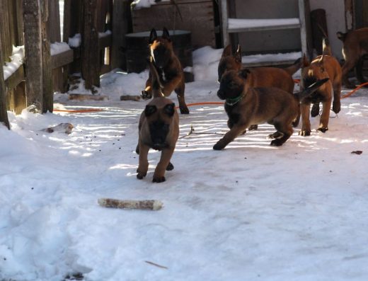 Цуценя малінуа (бельгійська вівчарка)