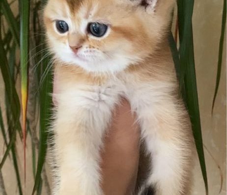 Золота шиншила Одеса